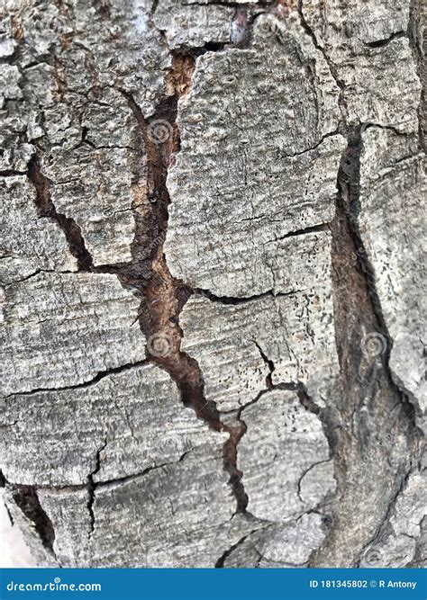 A Beautiful Tree Bark With Unique Patern Stock Photo Image Of Tree