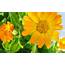 Calendula Flower  HD Desktop Wallpapers 4k