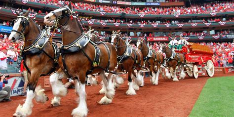 Budweiser Clydesdales Are Some Of The Most Famous Horses In The World