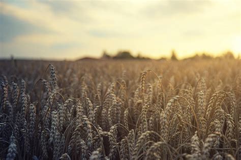 Field Of Rye Growing In Sunny Farmland · Free Stock Photo