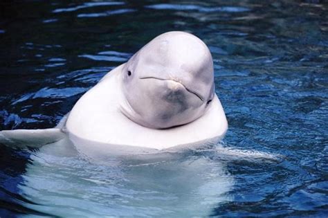 Cat Parasite Spreads To Beluga Whales The Times