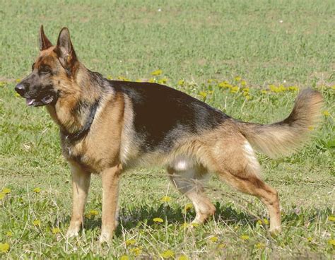 German Shepherd Dog Breed Information All You Need To Know