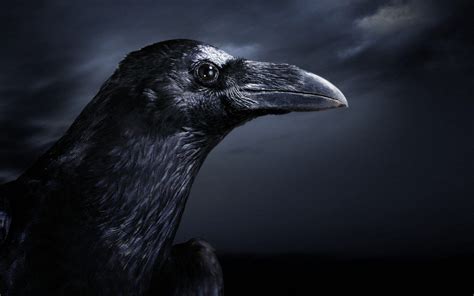 10 Fascinating Facts About Ravens Jabajabba Question Everything