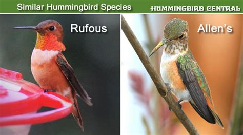 Rufous Hummingbird Identification Characteristics Coloration Size Breeding Range Photographs