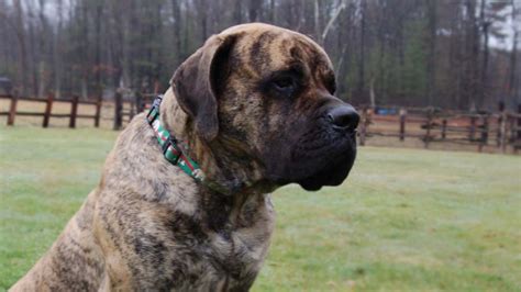 American Mastiff Dog Breed Information Images Characteristics Health