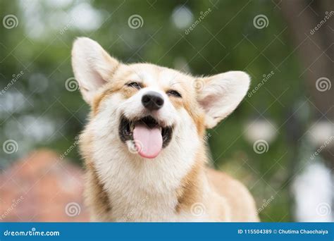 Corgi Dog Smile And Happy In Summer Sunny Day Stock Image Image Of