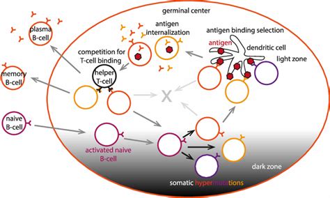 Affinity Maturation In Germinal Centers Naive B Cells Get Recruited