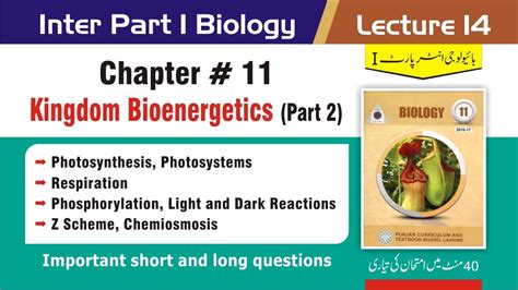 11th class biology chapter 11 bioenergetics part 2 half chapter important short and long