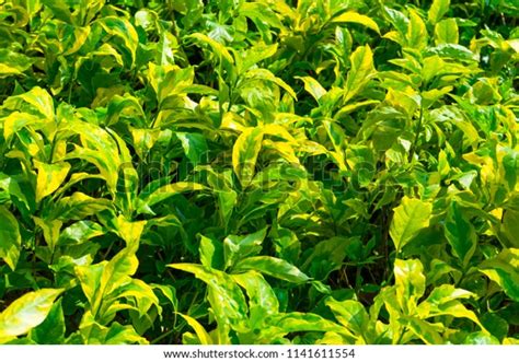 Caricature Plant Graptophyllum Pictum Garden Stock Photo 1141611554