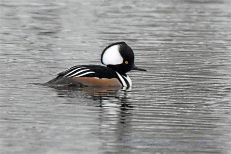 Hooded Merganser Big Year Birding