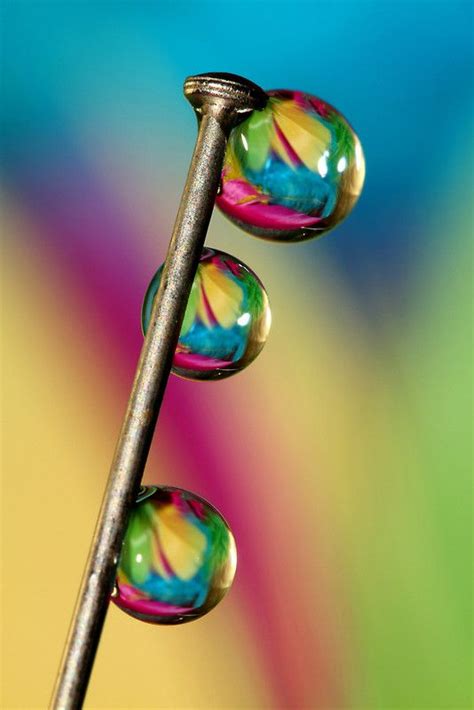 Pin Drop Framed Art Print By Sharon Johnstone Macro Photography