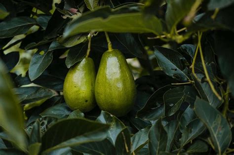 Avokado Yetiştiriciliği Nasıl Yapılır Novus Fidan