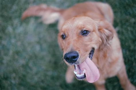 Golden Retriever Dog Happy Free Stock Photo Negativespace