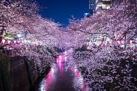 10 Lokasi Sakura Terbaik Di Tokyo Yang Bisa Dikunjungi Japanect Inc