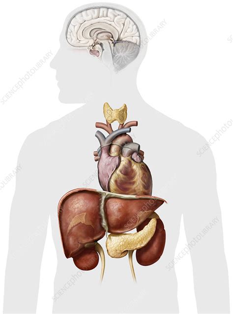 Organs Of The Upper Body Illustration Stock Image C0392015