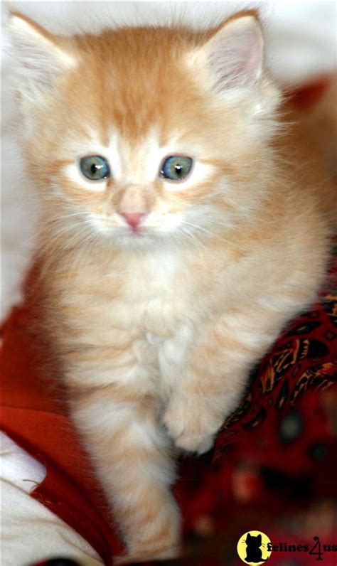 Siberian Kitten For Sale Siberian Kitten 13 Yrs And 4 Mths Old