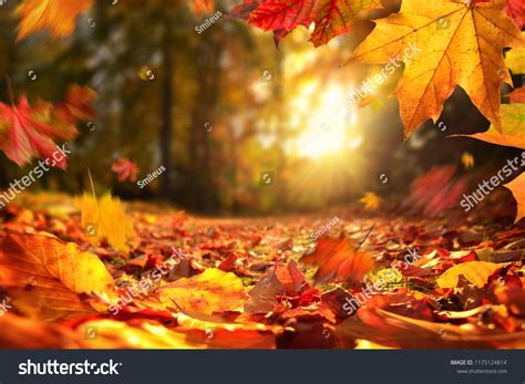 135 368 Wynikiów Dla „autumn Leaves Falling W Kategorii Obrazy