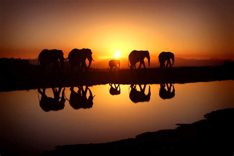 Elephant Laptop Wallpapers Top Free Elephant Laptop Backgrounds