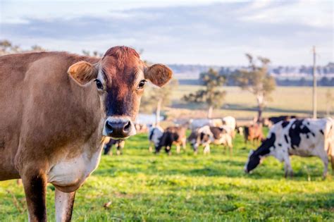 Slowing Global Milk Production Balances ‘tepid Demand Growth Dairy