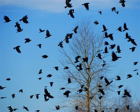 What Does It Mean When Crows Gather Around Your House Worrisome