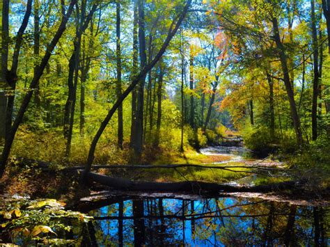 Woodland Stream In Autumn Smithsonian Photo Contest Smithsonian
