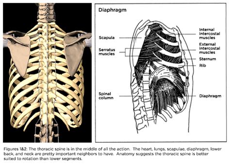 Anatomy Between Hip Lower Ribcage In Back What Is Scoliosis