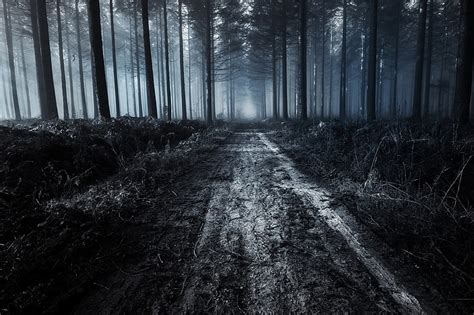 Hd Wallpaper Forest Trail Dark Dirt Road Trees Nature Land Plant