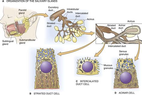 Salivary Acinar Cell Pancreatic And Salivary Glands The