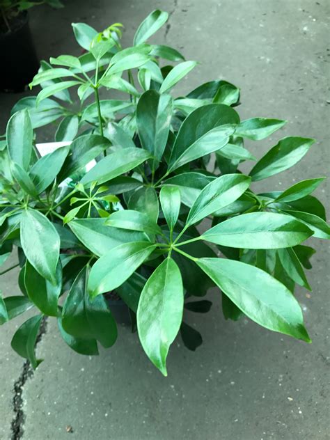 Free shipping and free returns on prime eligible items. Schefflera Arboricola - Dwarf Umbrella Tree | Westlake Nursery