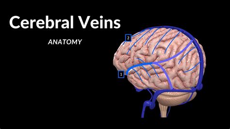 Cerebral Veins Deep And Superficial Diploic And Emissary Veins