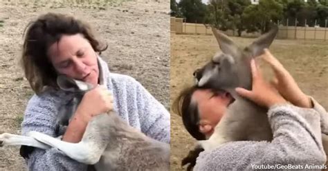 An Affectionate Kangaroo Loves To Hug Others Especially His Human Mom