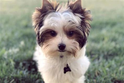 Yorkipoo Ultimate Guide Health Personality And More