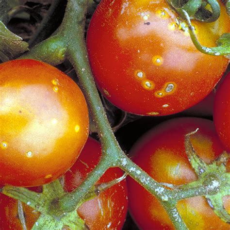 Bacterial Wilt And Canker Of Tomato Minnesota Department Of Agriculture