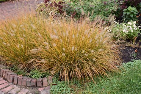 Hameln Dwarf Fountain Grass Pennisetum Alopecuroides Hameln In