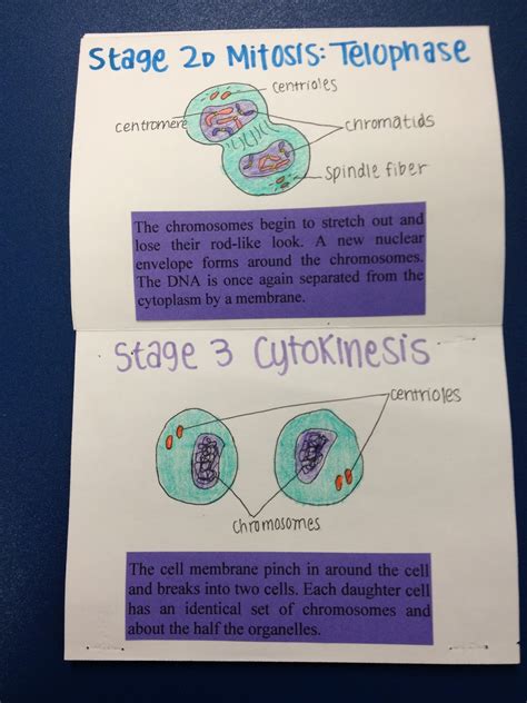Cards And Cardigans Cell Cycle Foldable
