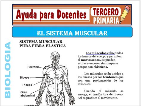 Modelos De La Ficha De Sistema Muscular Para Tercero De Primaria