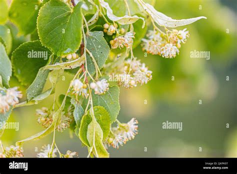 Linden Blossom Of Tilia Cordata Tree Small Leaved Lime Littleleaf
