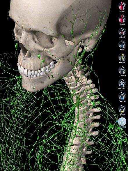 View The Lymphatic Vessels Of The Skull And Torso