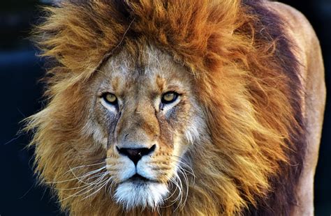 More than 71 lion mane for cat at pleasant prices up to 33 usd fast and free worldwide shipping! Lion Big Cat Predator Lion'S - Free photo on Pixabay