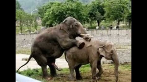 Elephants Mating Rare Images Youtube