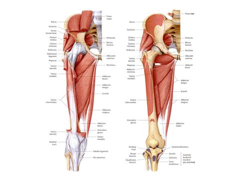 Medial and lateral heads of the gastrocnemius muscle. Training Turnout - Part 1 - Achieving Your Ultimate Range ...