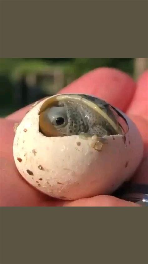 The Temperature Determines The Sex Of The Turtle Warmer Nests Produce Female Offspring Artofit