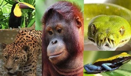 The tropical rainforest contains far more species of plants and animals than any other biome. tropical rainforest animals |Zoo Animals