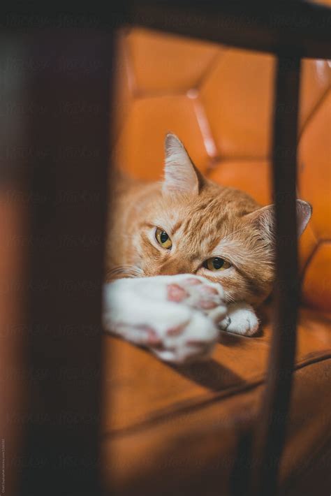 Orange Cat Sleeping On Orange Sofa By Stocksy Contributor Chalit