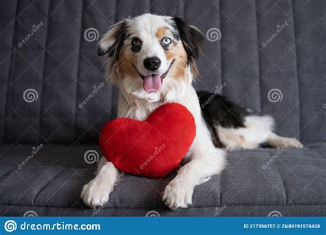 Funny Australian Shepherd Dog Lying On Couch With Heart Soft Toy