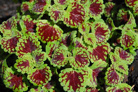 Coleus Plants Care And Growing Guide