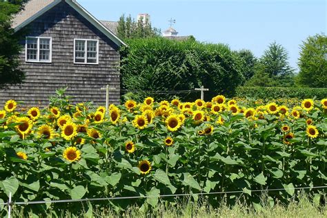 Hamptons Garden Sunflower Sunday