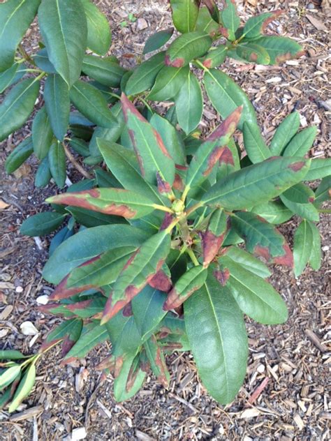 If you have evergreen rhododendrons and live in an area where it gets cold in the winter, you may see the leaves curl up and look pretty unhappy during a cold. Leaf Burn On Rhododendron