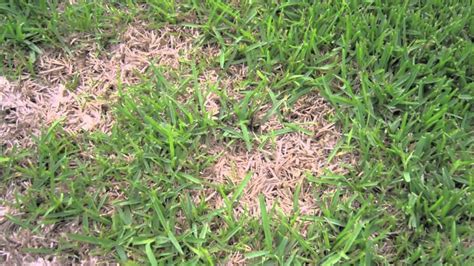 We did not find results for: How to bring back dead St. Augustine grass - lawncarebase