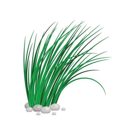 Best Clump Of Grass Illustrations Royalty Free Vector Graphics And Clip